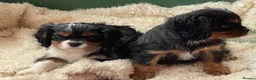 Cavalier King Charles Spaniel dogs for sale: Healthy DNA clear affectionate cuddly pups - Advert 9