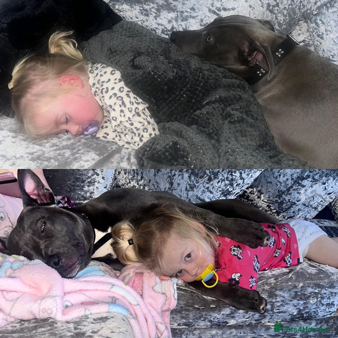 Staffordshire Bull Terrier dogs for sale: NO OTHER PETS!! - Image 2