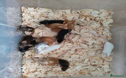 Mouse rodents for sale: Pretty fancy mice in Bridgwater - Image 5