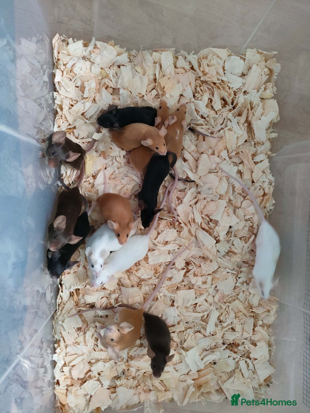 Mouse rodents for sale: Pretty fancy mice in Bridgwater - Image 5