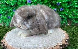 Mini Lop rabbits for sale: Stunning mini lop bunnies ready to reserve  - Advert 5