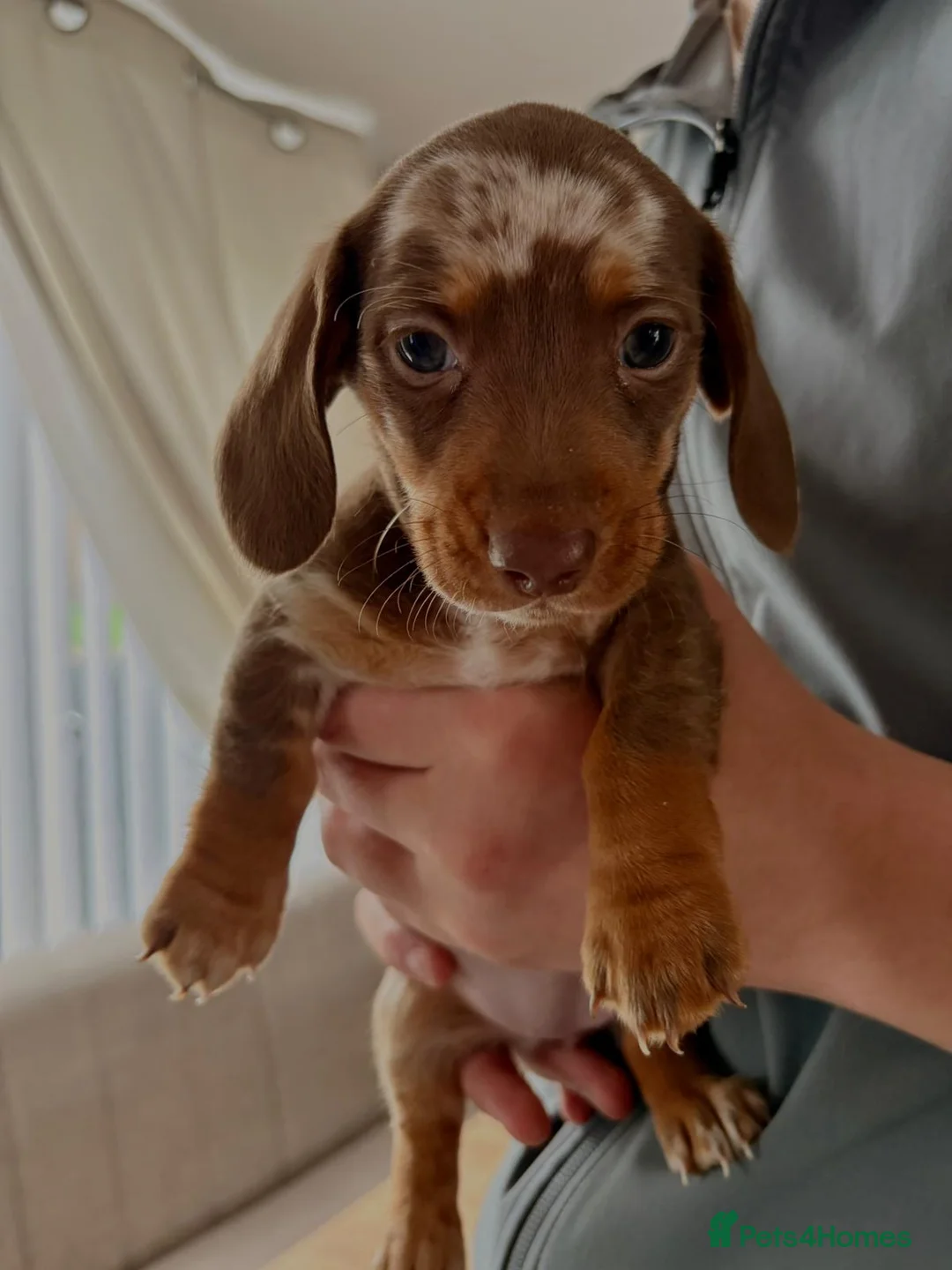 Miniature Dachshund dogs for sale: Miniature dachshund TWO AVAILABLE  - Advert 1