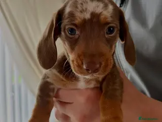 Miniature Dachshund dogs Miniature dachshund TWO AVAILABLE - Advert 19