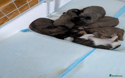 Shih Tzu dogs for sale: ALL RESERVED .Beautiful pure Shih Tzu puppies   - Advert 10