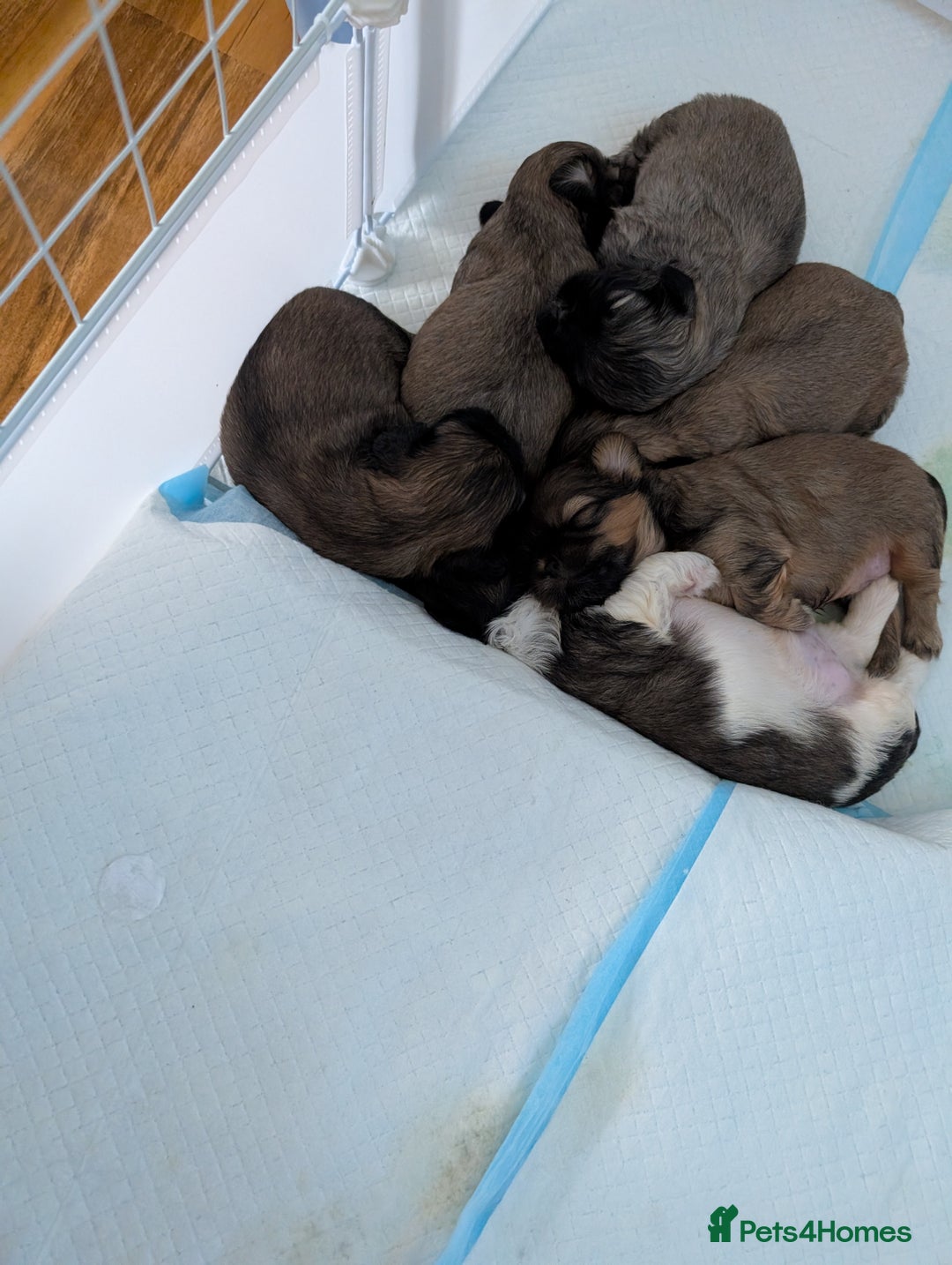 Shih Tzu dogs for sale: ALL RESERVED .Beautiful pure Shih Tzu puppies   - Advert 10