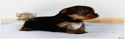Yorkshire Terrier dogs for sale: BLUEBERRY MERLE AND BLACK & TAN BOYS DNA TESTED - Advert 11