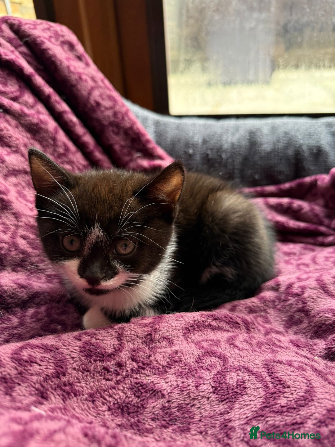 Mixed Breed cats for sale: Adorable Kittens Looking for Loving Homes 🐾 - Advert 2