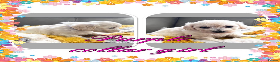 Maltipoo Puppy 6