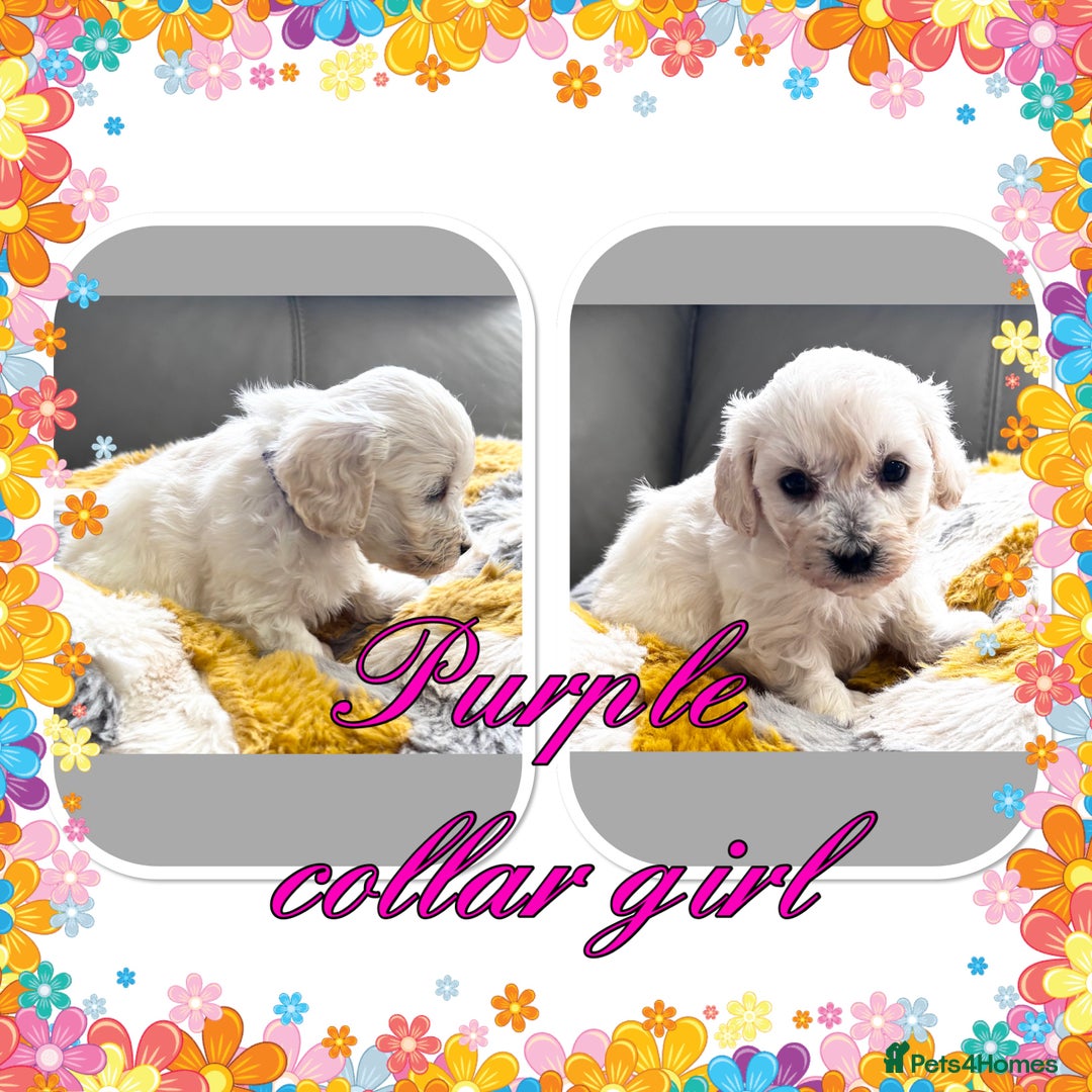 Maltipoo dogs for sale: Beautiful Maltipoo boys and girls pra clear in Newark - Image 6