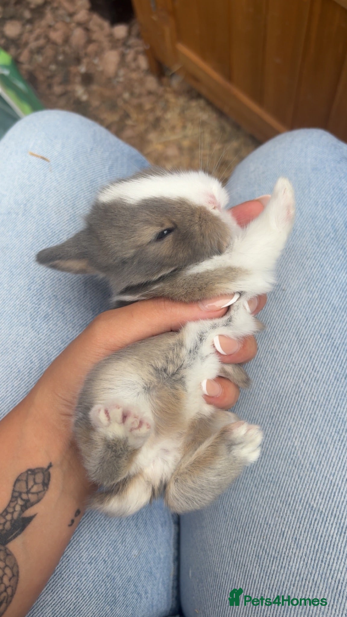 Mini Lop rabbits Mini lop mix genders - Advert 14