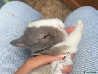 Mini Lop rabbits Mini lop mix genders - Advert 1
