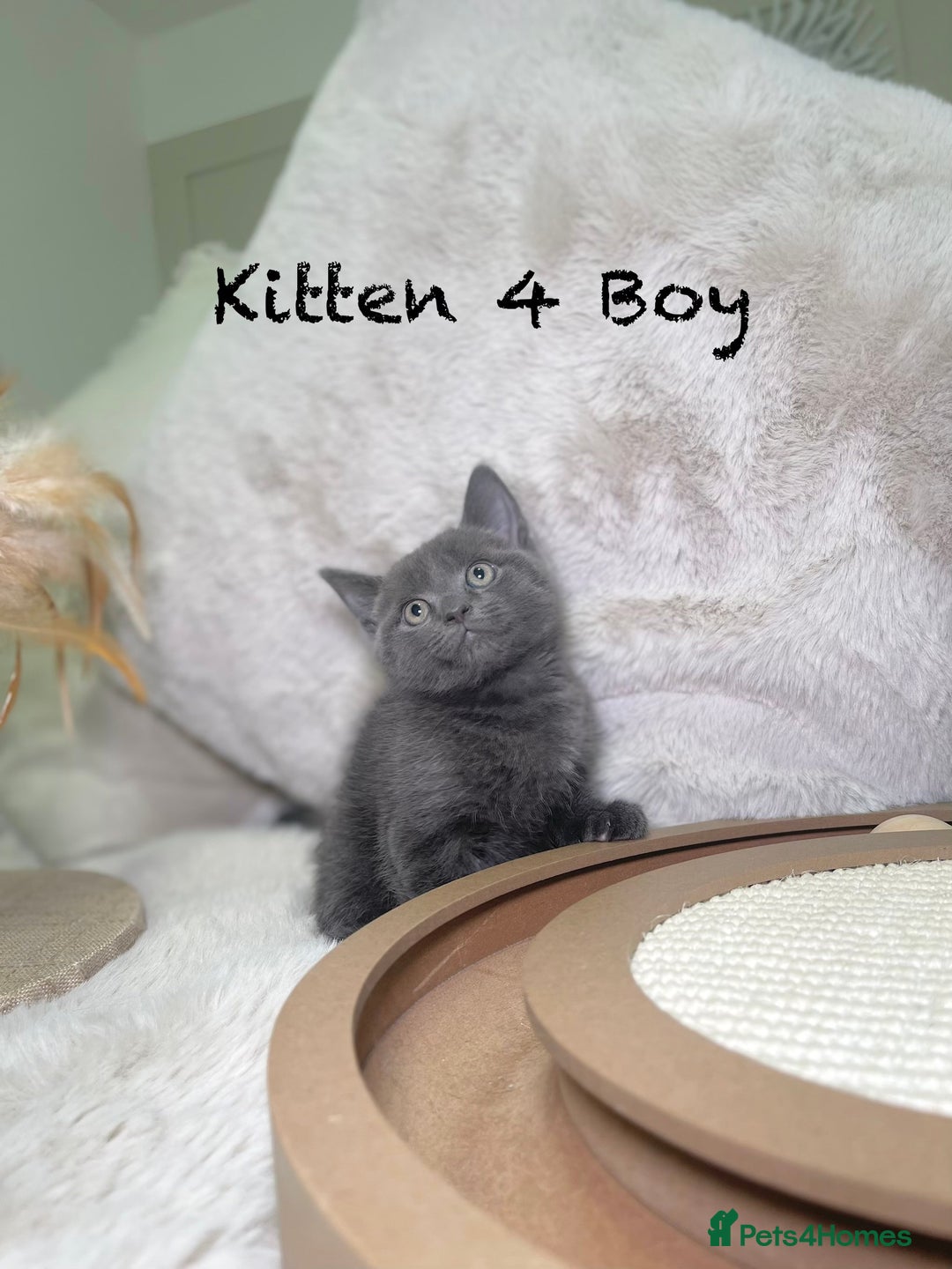 Mixed Breed cats for sale: Stunning kittens ready now  - Advert 14