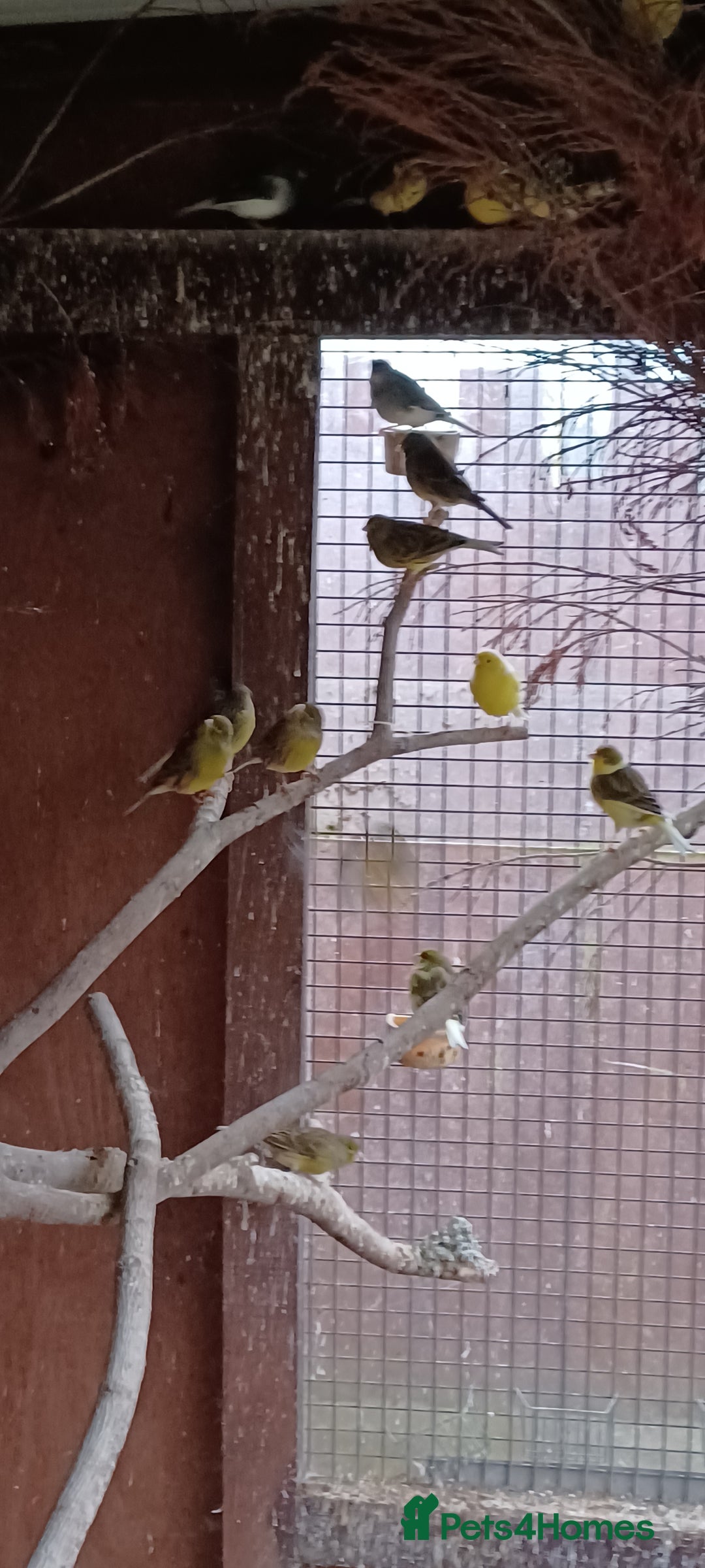 Canaries birds for sale: Mixed canaries  - Advert 7