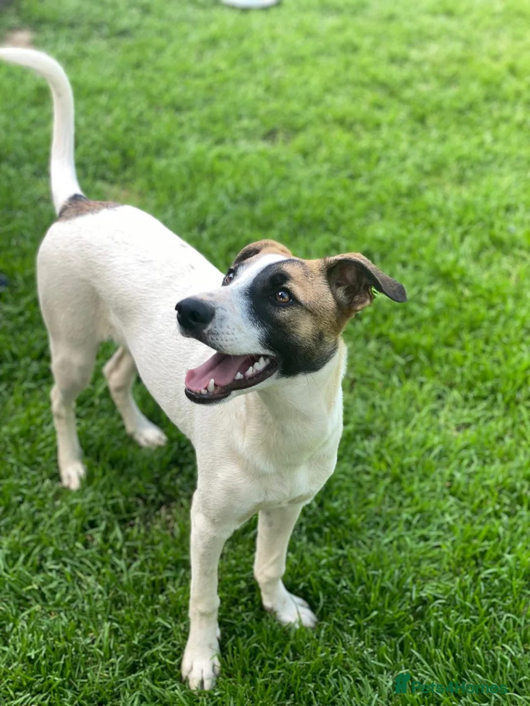 Mixed Breed dogs for adoption: ❤️ZAYKA❤️ 11 months, Playful Spirit, Loving Heart - Advert 2