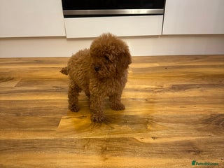 Cavapoo dogs - Advert 3