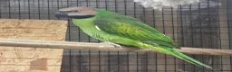 Parakeets birds for sale: Breeding Pair Mustache Parakeets - Advert 6