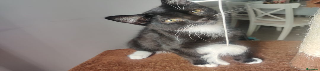 Black and white male