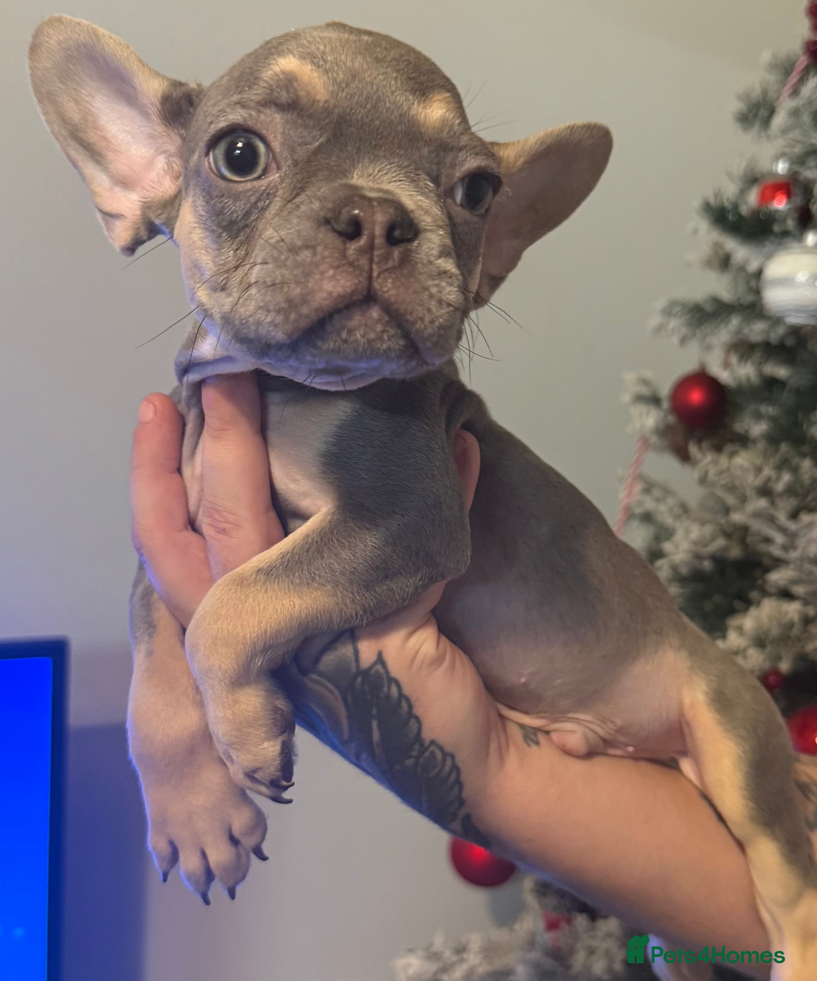 French Bulldog dogs LILAC & CREAM/TAN Isabella/pink carrying. - Advert 7