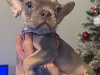 French Bulldog dogs LILAC & CREAM/TAN Isabella/pink carrying. - Advert 7