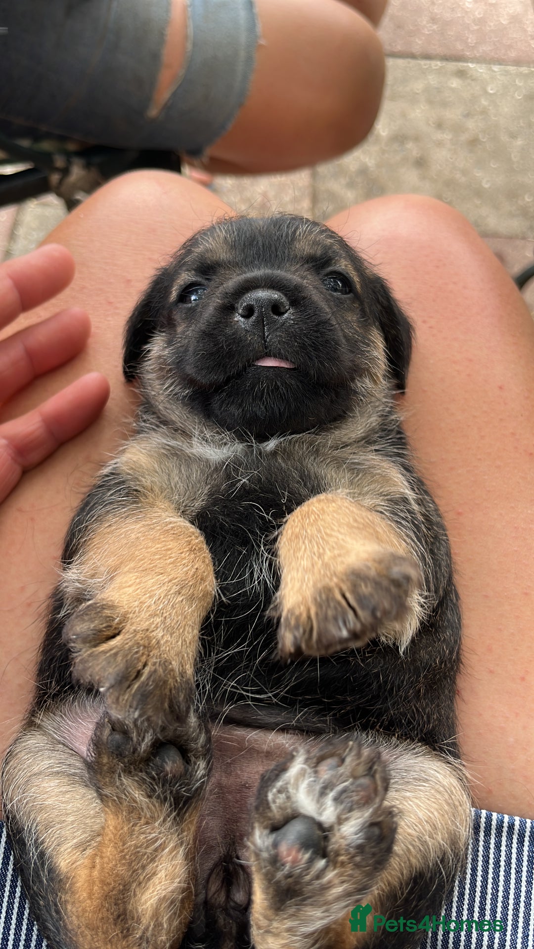 Border Terrier dogs for stud: Handsome Border Terrier Stud Dog - Image 4