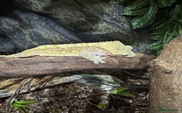 Gecko reptiles for sale: Breeding pair of crested geckos - Image 3