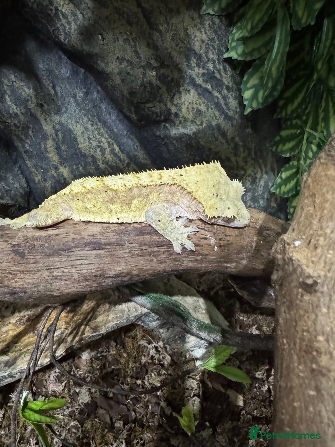 Gecko reptiles for sale: Breeding pair of crested geckos - Image 3