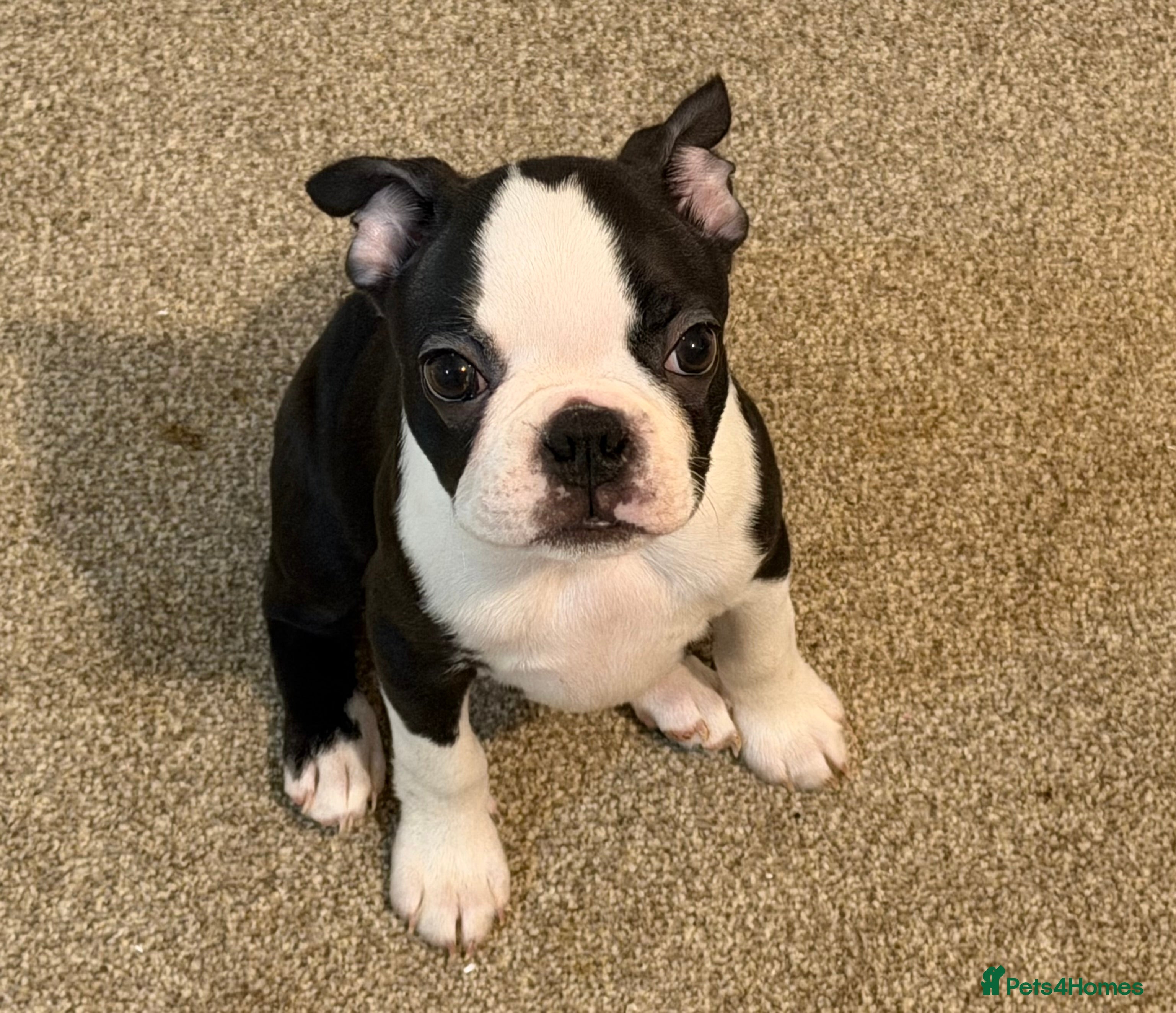 Boston Terrier dogs Lovely litter of Boston Babies - Advert 2