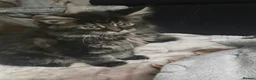 Maine Coon cats for sale: Tested SMA,PK,HCM,boy and girls.Maine Coon Kittens - Advert 15