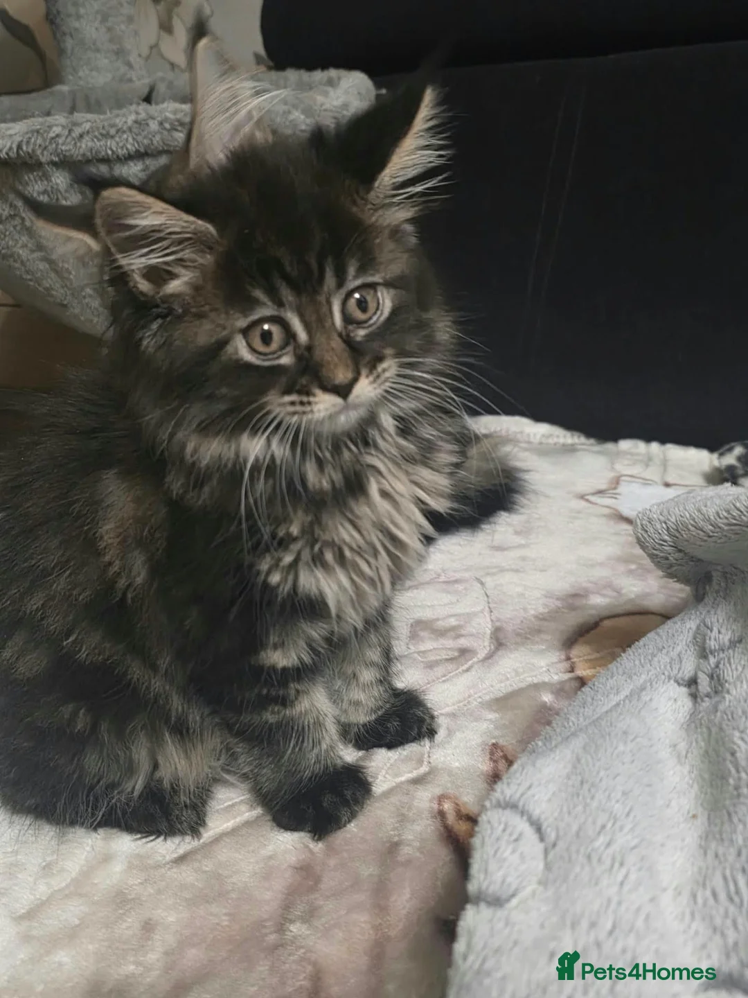 Maine Coon cats for sale: Tested SMA,PK,HCM,boy and girls.Maine Coon Kittens - Advert 15
