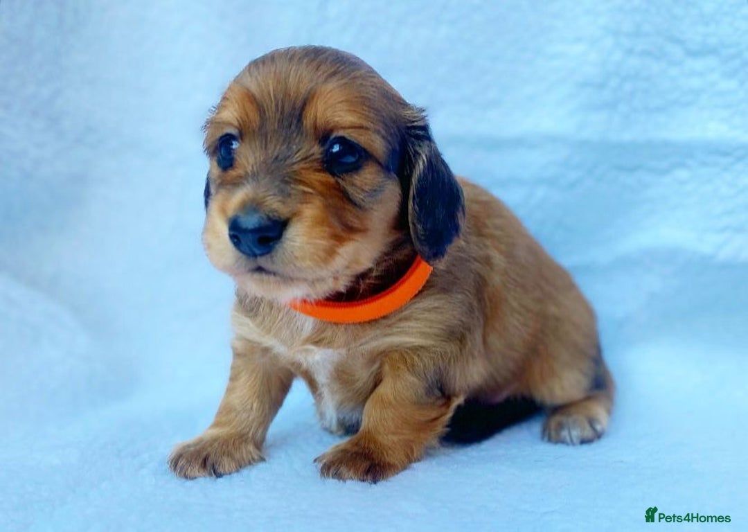 Miniature Dachshund dogs for sale: Miniature Dachshund puppies  - Image 6