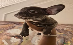 French Bulldog dogs for sale: Beautiful frenchie puppies looking to be homed  - Image 9
