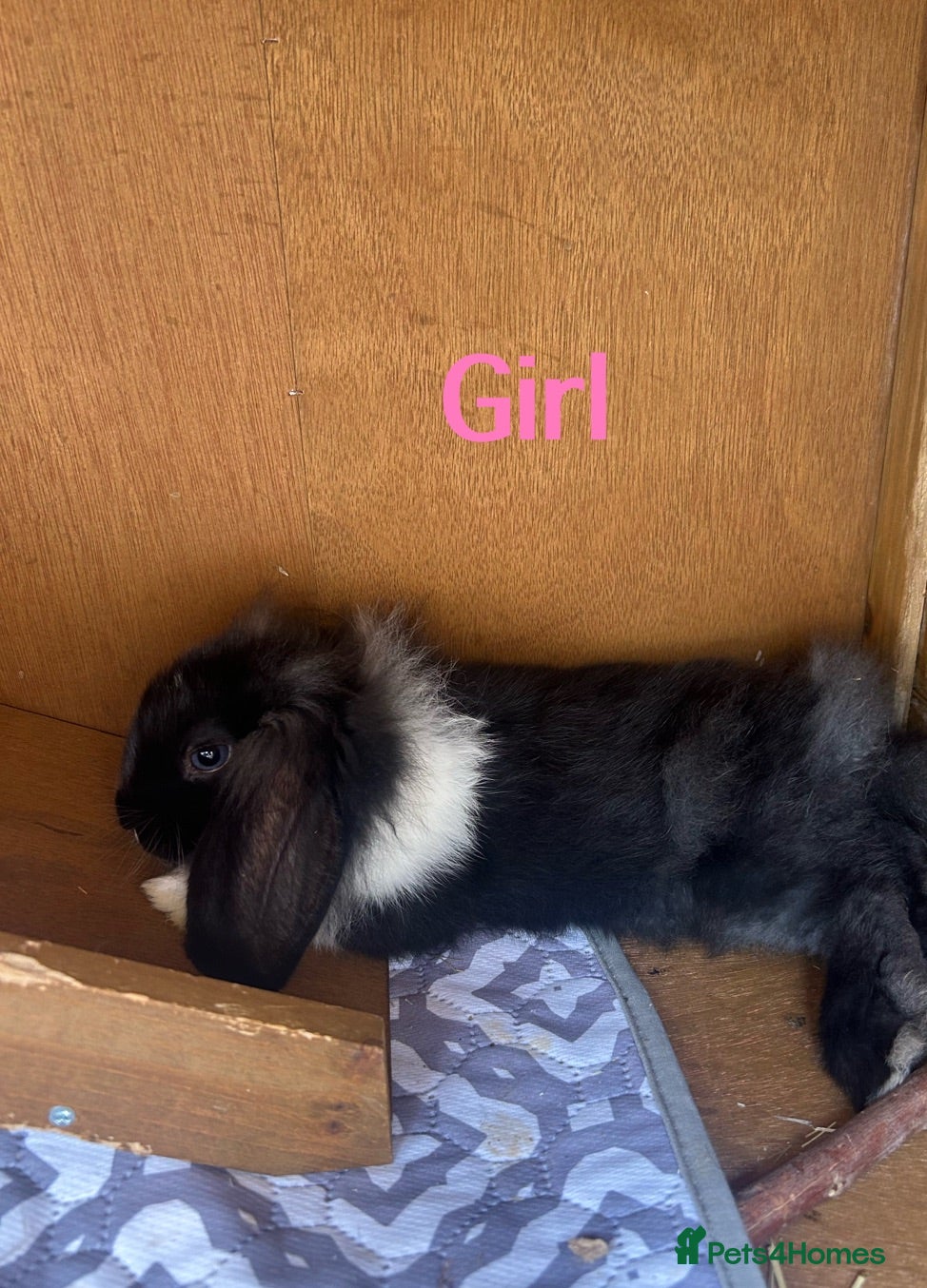 Mini Lion Lop rabbits Mini Lion Lop baby bunnies For Sale - Advert 2