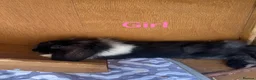 Mini Lion Lop rabbits for sale: Mini Lion Lop baby bunnies For Sale - Advert 1