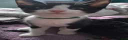 Mixed Breed cats for sale: 3 beautiful  kittens  more than reddish  to go in Exeter - Advert 5