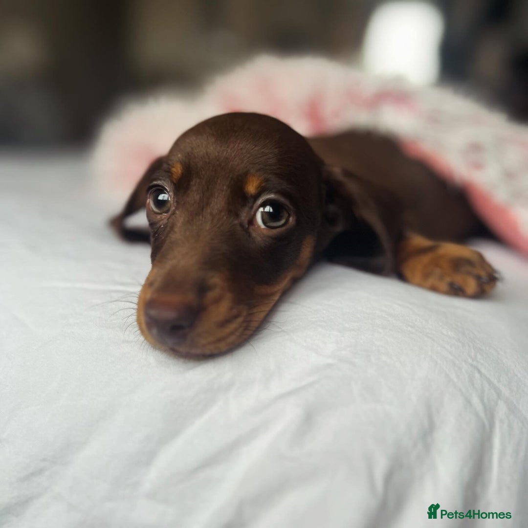 Miniature Dachshund dogs for stud: Miniature dachshund for stud - Advert 15