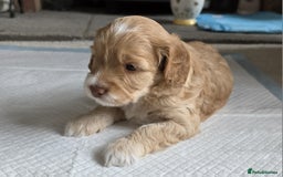 Cockapoo dogs for stud: Proven F/F Red Cockapoo DNA Tested - For Stud in Coventry - Image 22