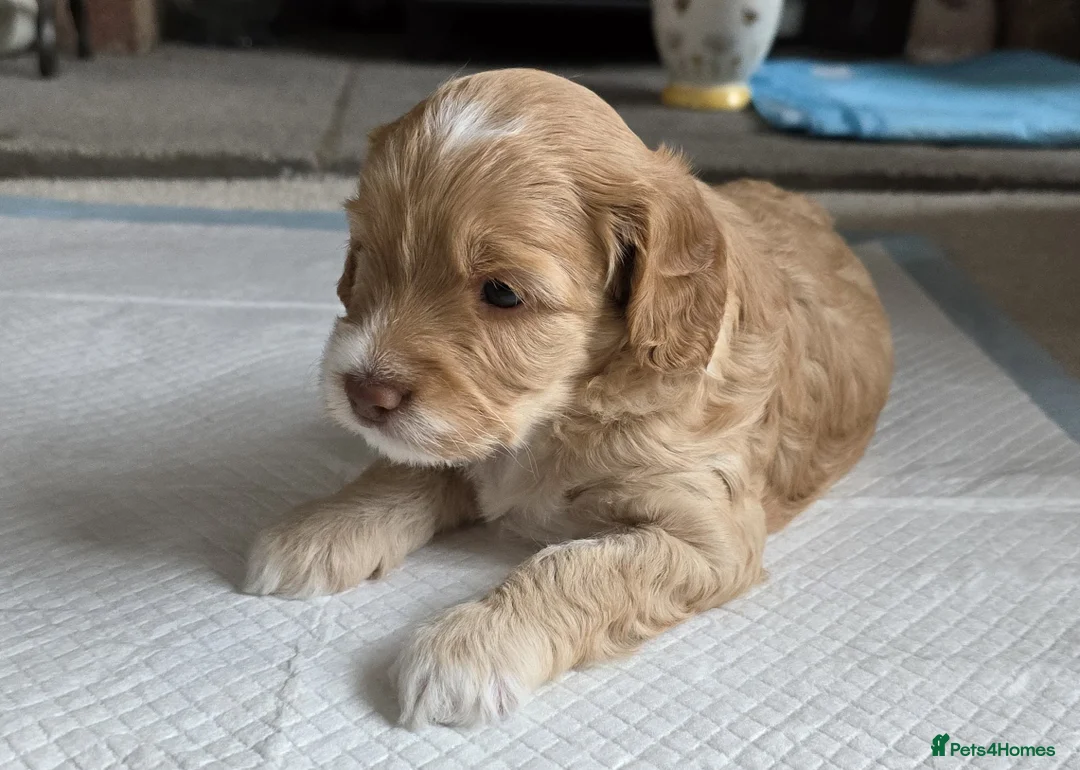 Cockapoo dogs for stud: *PROVEN* DNA TESTED F/F Gene Red Cockapoo Stud in Coventry - Advert 22