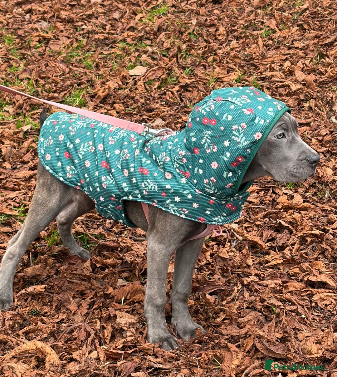 Cane Corso dogs for sale:  5-Month Cane Corso Puppy Looking for Forever Home - Advert 2