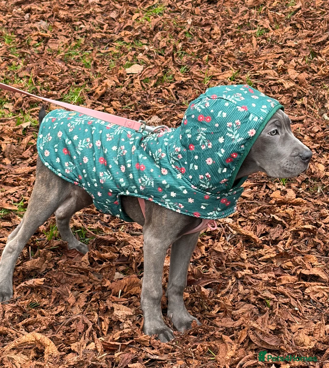 Cane Corso dogs for sale:  5-Month Cane Corso Puppy Looking for Forever Home - Advert 2