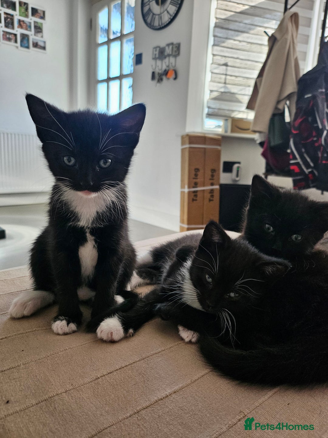 Egyptian Mau cats for sale: Egyptian Mau - Mixed Kittens - Image 2