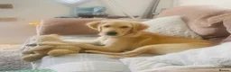 Golden Retriever dogs for sale: Female 6 month old Golden Retriever  in Biggleswade - Advert 11