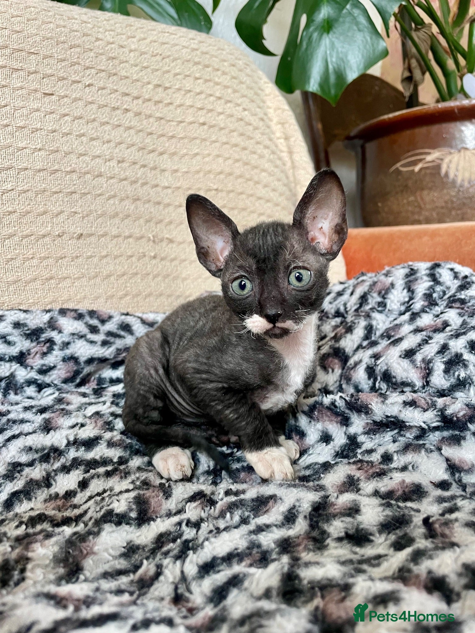 Cornish Rex cats *** READY*** Beautiful Cornish Rex Girl***  - Advert 2