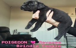 Cane Corso dogs for sale: READY REDUCED CANE CORSO - Image 27