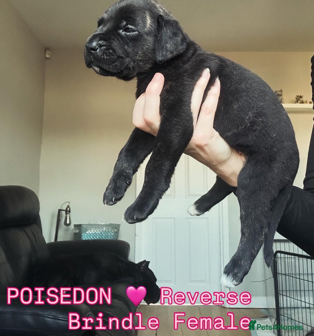 Cane Corso dogs for sale: READY REDUCED CANE CORSO - Image 27