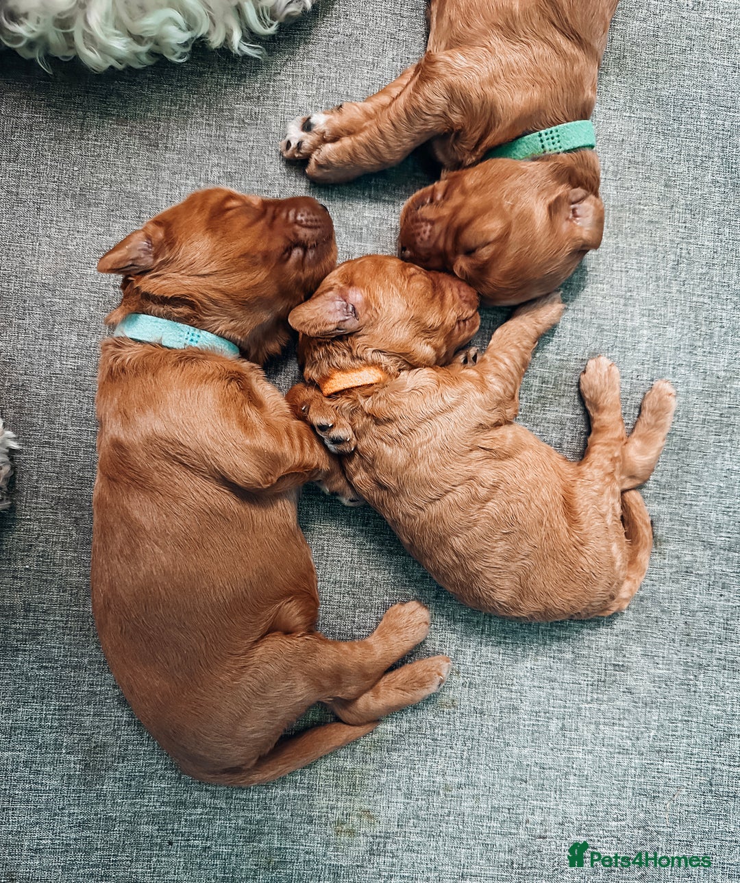 Labradoodle dogs for sale: F2B Labradoodle Puppies – Red & Apricot - Advert 5