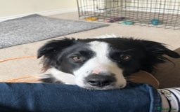 Border Collie dogs for sale: Border collie for sale - Image 3