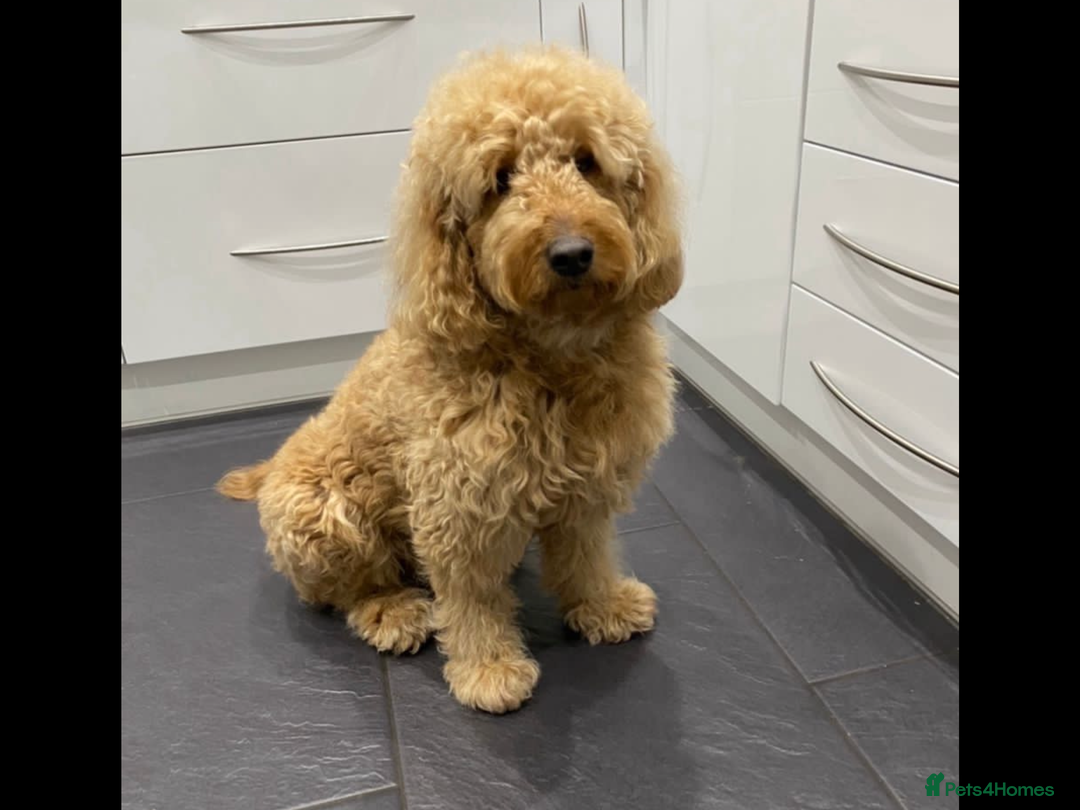 Labradoodle dogs for sale: Waiting List Mini and Medium Doodles - Image 9