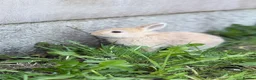 Netherland Dwarf rabbits for sale: Three Netherland Dwarf Rabbits for Sale 🐰 - Advert 15