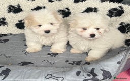 Coton De Tulear dogs for sale: Coton de tulear male pups  - Image 6