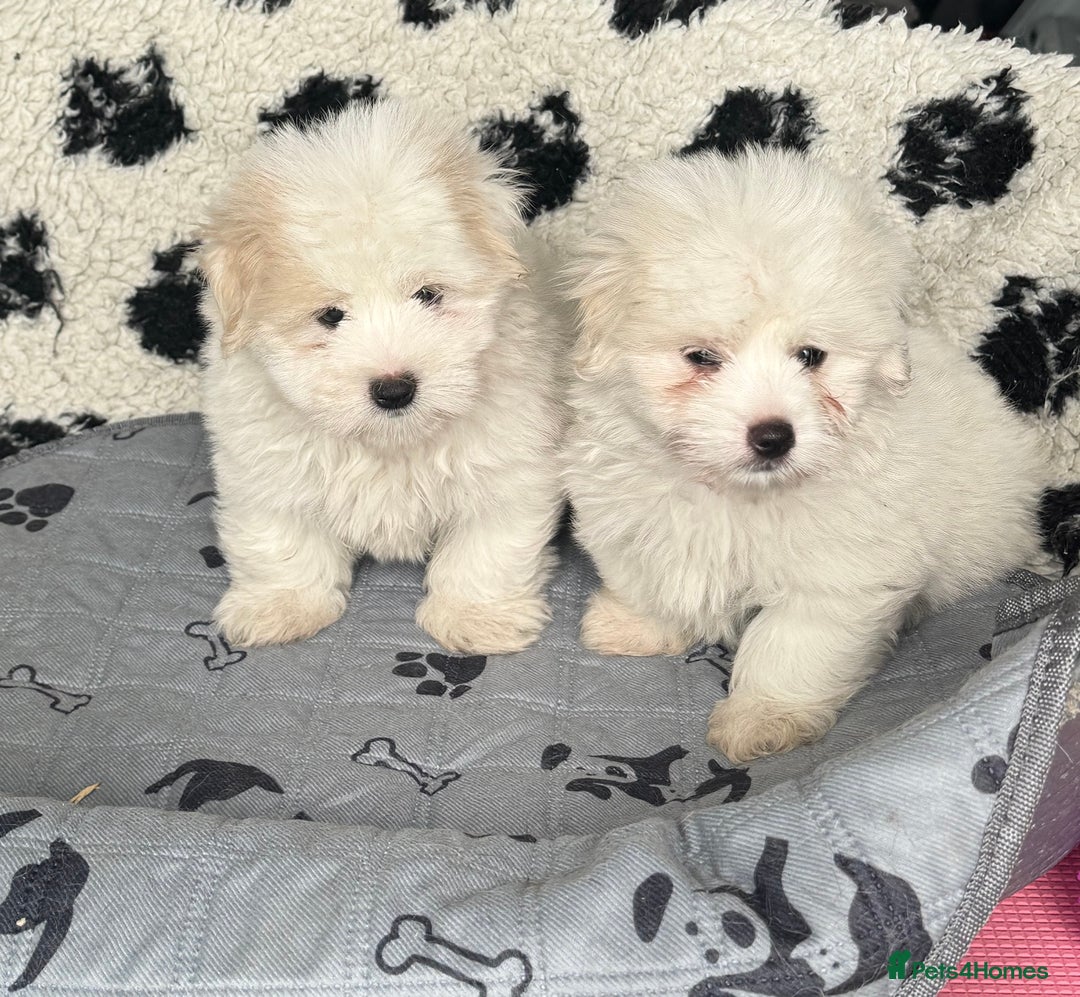 Coton De Tulear dogs for sale: Coton de tulear male pups  - Image 6